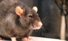 Central Pest Control